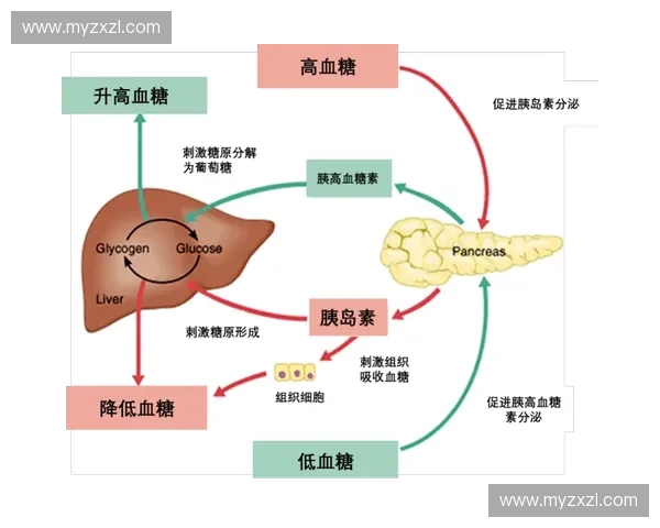 科学控糖策略下的血糖管理与生活方式优化全方案探索